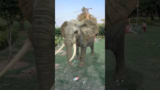 Madan aur papa ke piche pad Gaya elephant 🐘🤣🤣 shorts funny [upl. by Daveda]