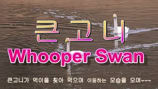 서른한 번째 이야기큰고니Whooper Swan를 가까이에서 먹이 먹는 모습을 담다 [upl. by Otnas173]