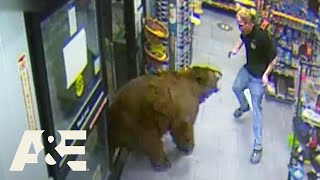 500POUND Bear REPEATEDLY Steals Candy from Gas Station  Customer Wars  AampE [upl. by Risser]