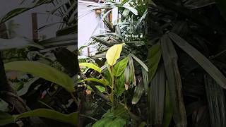 New leaf transition ⚠️ 📢 🚨 Philodendron Ceylon Golden Plantviralviralreelsnaturelovers nature [upl. by Beeson]