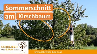 Zu große Obstbäume kleiner und schlanker schneiden  Sommerschnitt am Kirschbaum [upl. by Dolley]