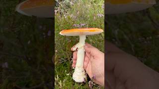 Amanita muscaria 2024 mushrooms fungi amanitamuscaria amanita foraging [upl. by Hurty]