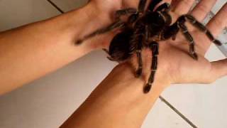 handling salmon pink birdeater  lasiodora parahybana by ah fook [upl. by Eniamzaj]