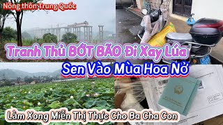 245 Hôm Nay Nhận Được Miễn Thị Thực Năm Năm Của Mấy Cha Con Nhược Vũ Sen Vào Mùa Hoa Ở Trung Quốc [upl. by Ern737]