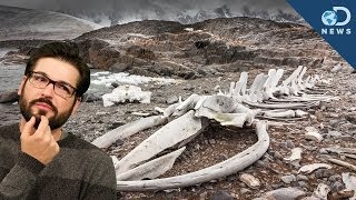 Why a Massive Whale Graveyards in The Desert [upl. by Pitchford]