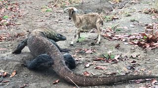 Fierce Battle Between Komodo amp Female Goat😱 [upl. by Arata]