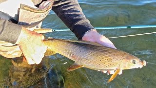 GRAYLING ON THE FLY AT FRONTIER FISHING LODGE [upl. by Nnahtebazile]