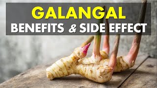 Galangal Benefits and Side Effects Source of Antioxidants and Fight Inflammation [upl. by Leo442]