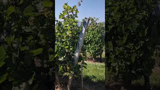 Furmint variety  Higher yield sugar and immunity of the vine 🥂🍇 to fungal diseases with ekofertile [upl. by Aneetak475]