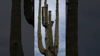 Gigantic Old Man Saguaro 👴🌵 saguaro nature plants shorts sonorandesert gardening cactus [upl. by Loos]