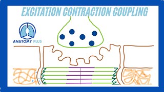 Excitation Contraction Coupling [upl. by Nirol]