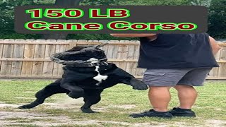 Cane Corso Training canecorso dogbreed puppy canecorsolovers [upl. by Lanny141]