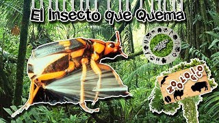 El insecto que quema La defensa de un químico animal Zoológico virtual  ¿Sabias Qué [upl. by Haletky]