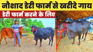 नौशाद डेरी फार्म से खरीदे गाय डेरी फार्म करने के लिए Prayagraj sahsonVirat pashu mela [upl. by Konopka]