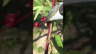 Roselle Flower harvesting time [upl. by Narih285]