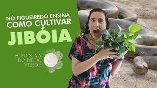 Nô Figueiredo Ensina Como Cultivar Jibóia [upl. by Inattirb]