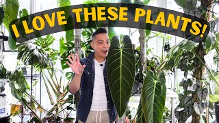 🌱 10 HOUSEPLANTS I ABSOLUTELY LOVE 😮 Philodendron Monstera Hoya Anthurium  My favourite plants [upl. by Nivre]