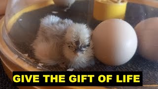 How to hatch chicken eggs for beginners 2024 [upl. by Catlaina]