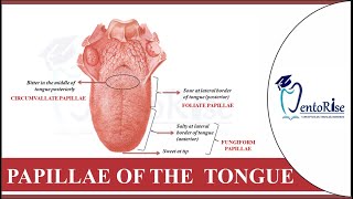 Papillae on tongue  Tongue papillae  Taste buds on tongue  Dental histology  Human Anatomy [upl. by Lamson]