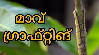 ഗ്രാഫ്റ്റിങ് Grafting [upl. by Musetta]