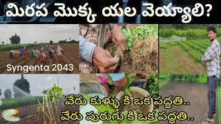 మిరప మొక్క వేస్తున్నాం syngenta 2043  మిరప మొక్క కి వేరు కుళ్ళు లేదా వేరు పురుగు రాకుండా యల [upl. by Schargel]