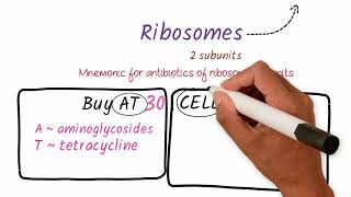 Mnemonics on Drugs acting on Ribosomal Subunits  Medical Mnemonics Pharmacology [upl. by Elad]