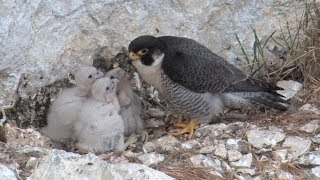 Le faucon pèlerin – oiseau de lannée 2018 [upl. by Yeslrahc983]