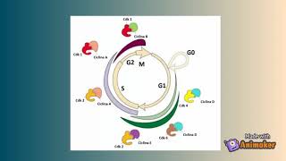 Ciclo celular y puntos de control [upl. by On]