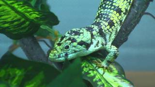 Abronia taeniata male [upl. by Earised366]