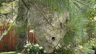 Amazing Giant Hornet Nest Removal using drione dust [upl. by Ardaid283]