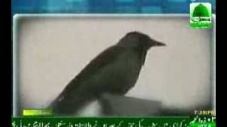 Lion Crow Cow amp Parrot All doing Zikr of Allah [upl. by Eadahs]