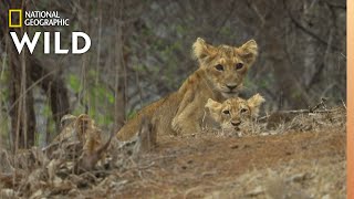 Asiatic Lions in Peril  Nat Geo Wild [upl. by Holtorf]