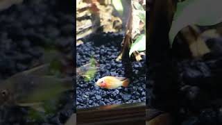 Apistogramma Cichlids are Really Cool shorts [upl. by Blodgett]