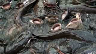 Splashing writhing mass of giant catfish in Ajmer [upl. by Enailil]