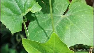 Ivy gourd coccinia indica Cuccurbitaceae family [upl. by Amy593]