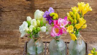 How to Grow Freesia [upl. by Innoj]