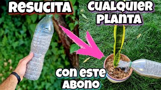 REVIVE cualquier PLANTA con este ABONO CASERO  Curar plantas ENFERMAS o SECAS  Huerto urbano [upl. by Ogait]