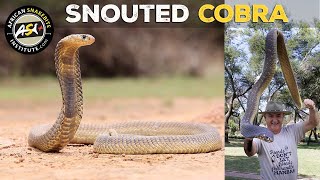 Snouted Cobra Naja annulifera [upl. by Aihsenak481]