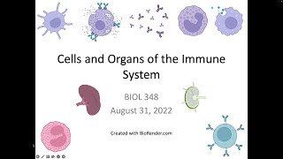 Immunology Fall 2022 Lecture 2 Cells and Organs of the Immune System [upl. by Aikkan]