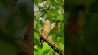 Red Eyed Vireo [upl. by Blane]