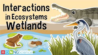 Interactions in Ecosystems – Wetlands [upl. by Hanae872]