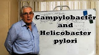 Campylobacter and Helicobacter pylori  العطيفة و جرثومة المعدة [upl. by Won]