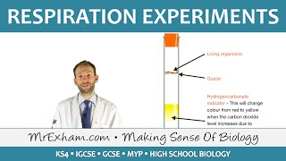 Respiration Experiments  GCSE Biology 91 [upl. by Yetta]