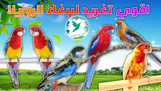 صوت ببغاء الروزيلا يحفزالذكور والاناث علي التزاوج [upl. by Htaek]