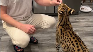 Serval Eating Mouse with added Vitamins [upl. by Alejandrina]