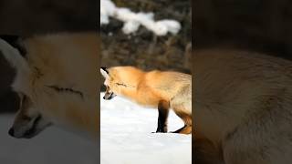 Why fox dive in snow shorts facts ytshorts animals spacefact spaceknowledge wildlife [upl. by Renraw]