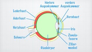 Das Auge [upl. by Barling]