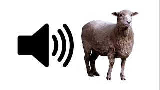 Sheep  Sound Effect  ProSounds [upl. by Ardnek]