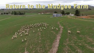 Return to the Mudgee Farm [upl. by Zeuqirdor563]