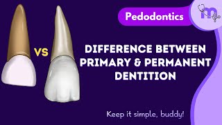 Differences Between Primary and Permanent Dentition  Pedodontics  Animated Explanation [upl. by Rehpinej186]